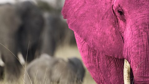 Pink Elephant Technology services